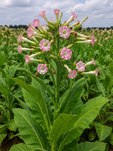 Nicotiana tabacum 000 - nicotiana, 50.000